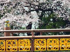 桜の世界へ