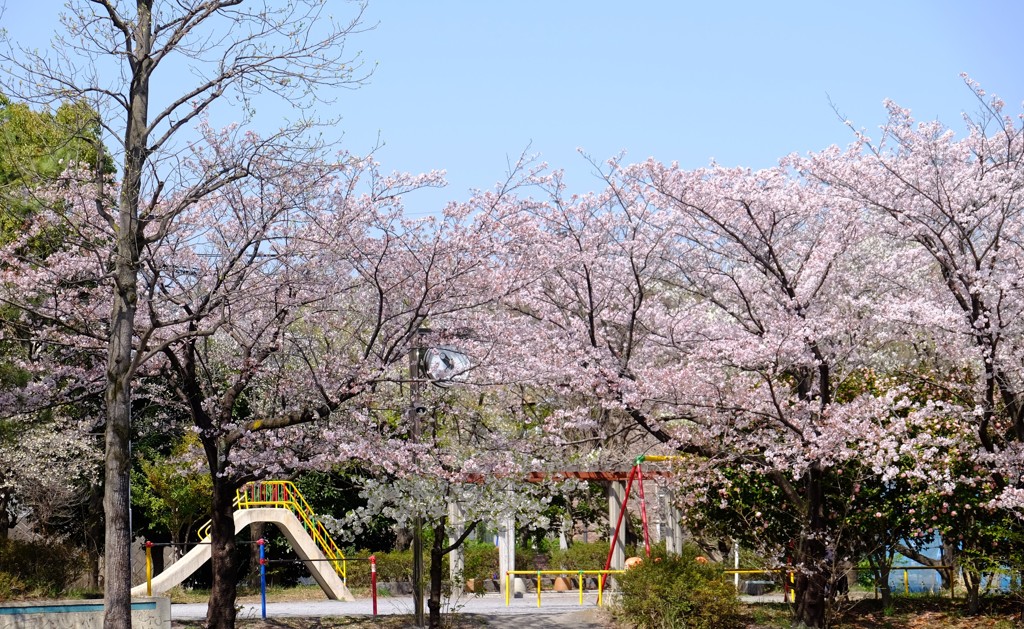 菅仙谷公園の桜