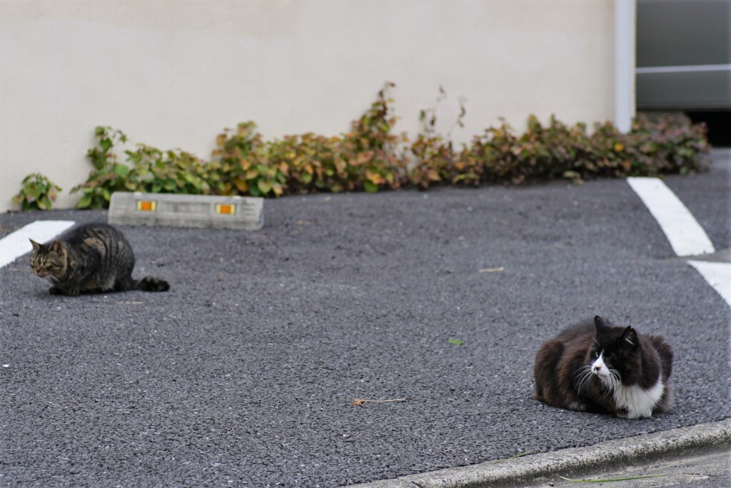 ネクスト・ニャンズ