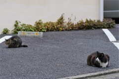 ネクスト・ニャンズ