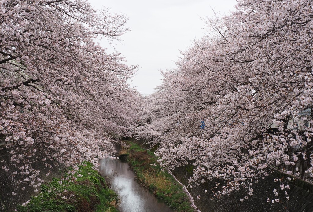三沢川を
