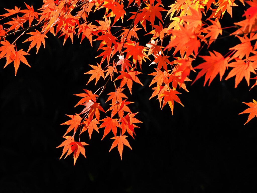 形も良し