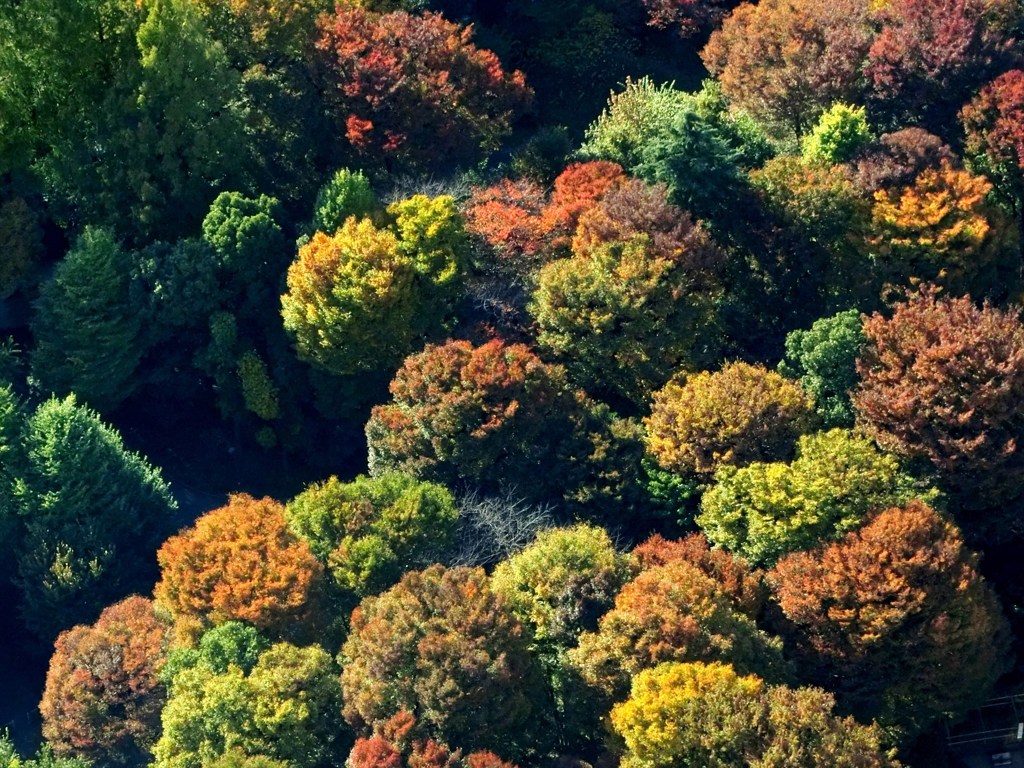 新宿中央公園の紅葉