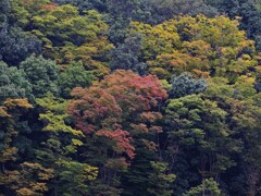 多摩センターの森
