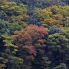 多摩センターの森