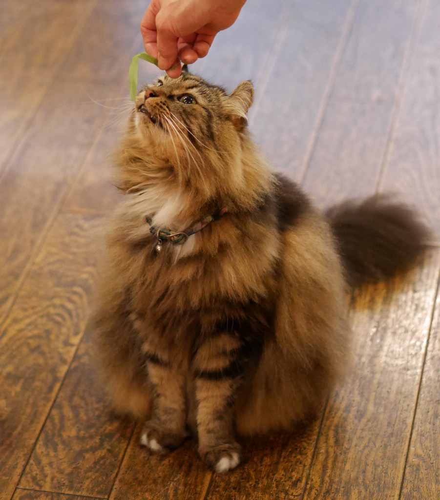 カイ君 VS 猫草