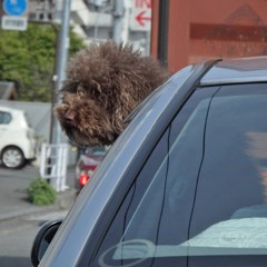 アフロヘアーの黒人少年かと思った