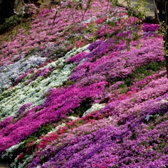 伊勢原市の芝桜