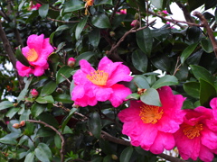山茶花