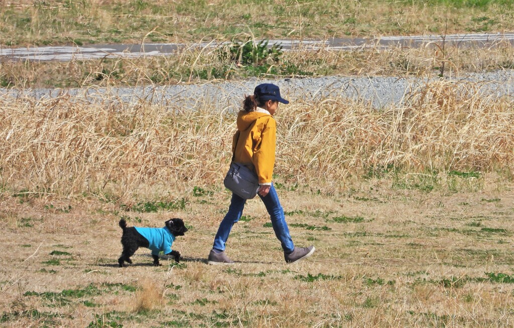 愛犬と散歩