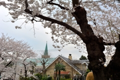 山手の桜