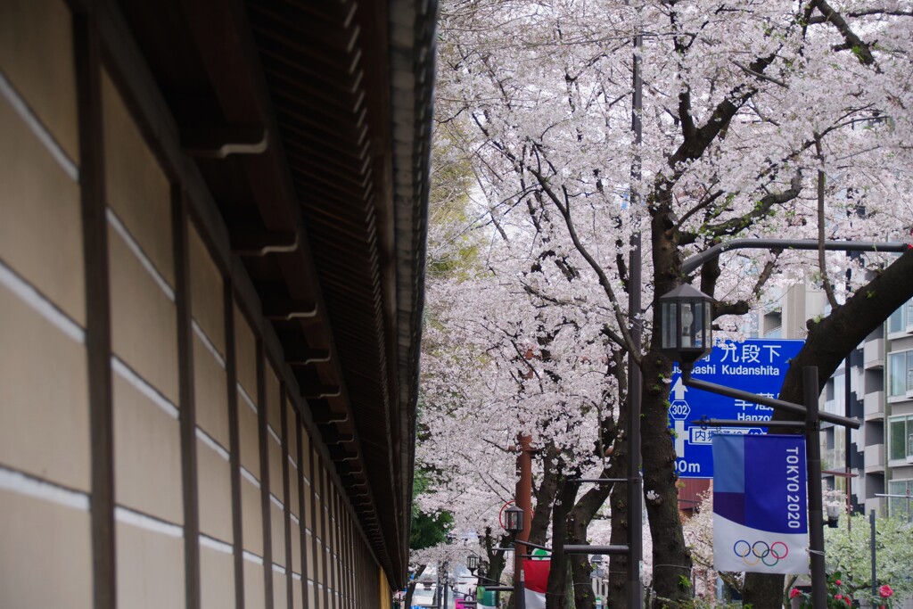 東京が満開宣言