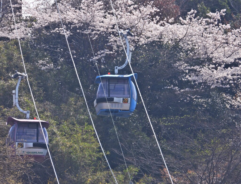 桜散るなか