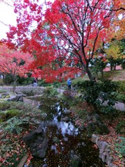 横浜公園の紅葉