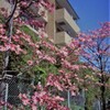 ハナミズキの並木道