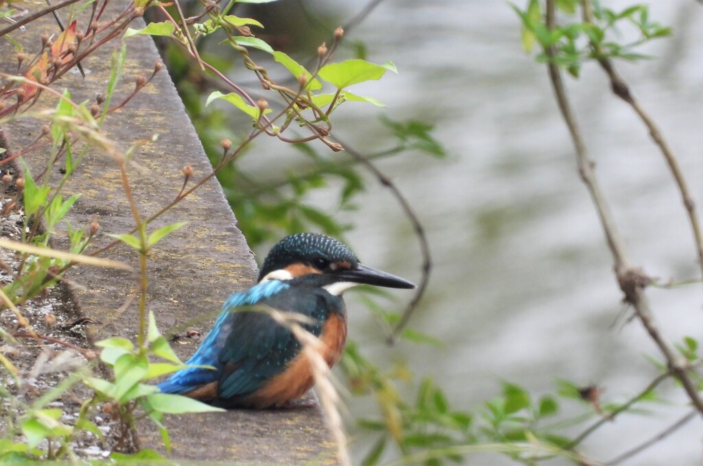 抜きつ抜かれつ
