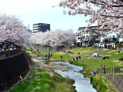 桜並木の始まり
