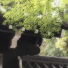 聖門の緑