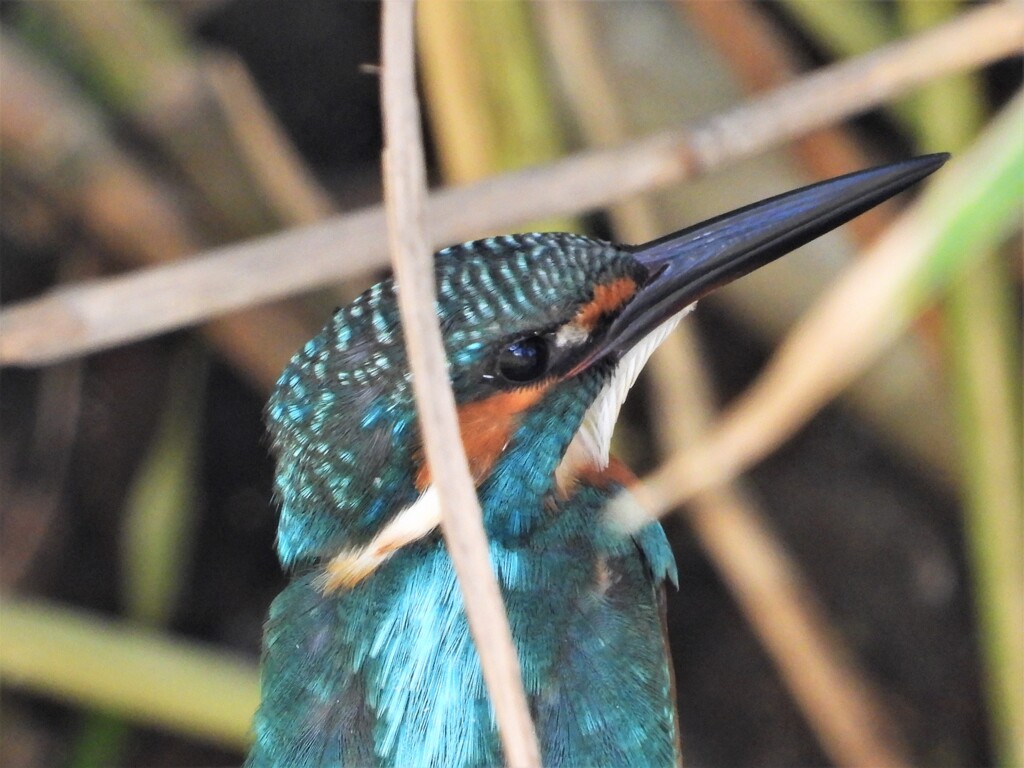 見っけ