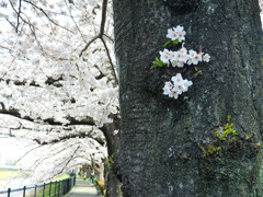 幹に咲く