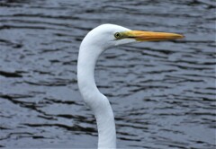 こっちは東海道新幹線