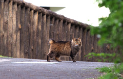 誰がタヌキやねん
