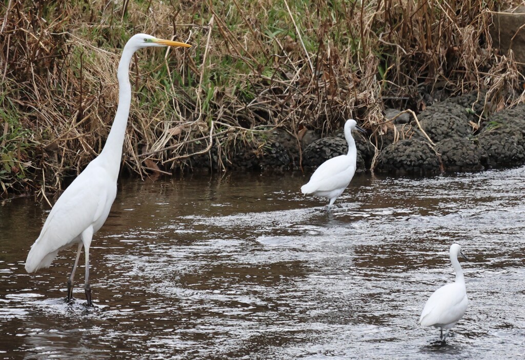 ケンカしないの！