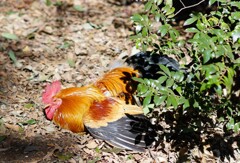 焼き鳥になるぞ