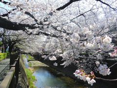 三沢川さくら通り