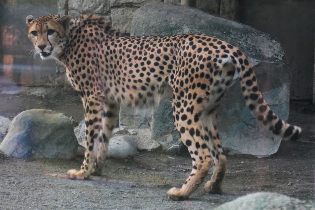 チーターさん