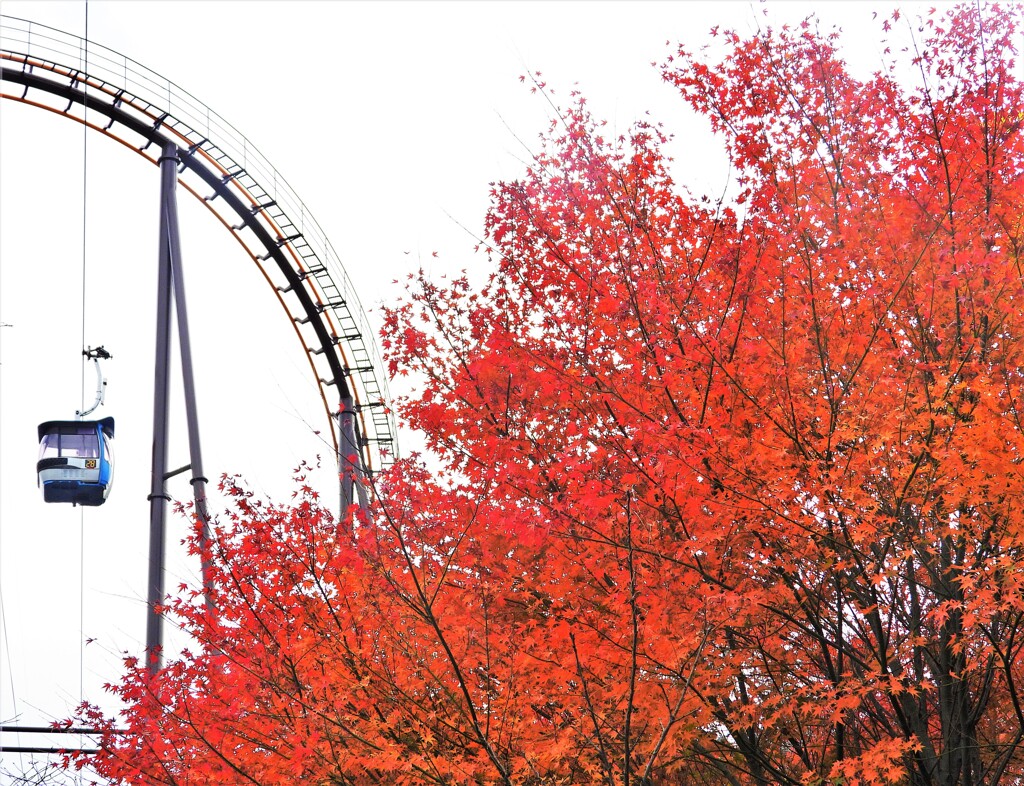 ガーデンにも大きな紅葉