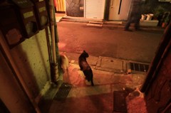 ゴールデン街のネコたち
