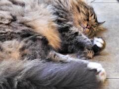 暑いんだろうな