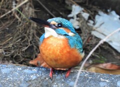 晦日のカワセミ