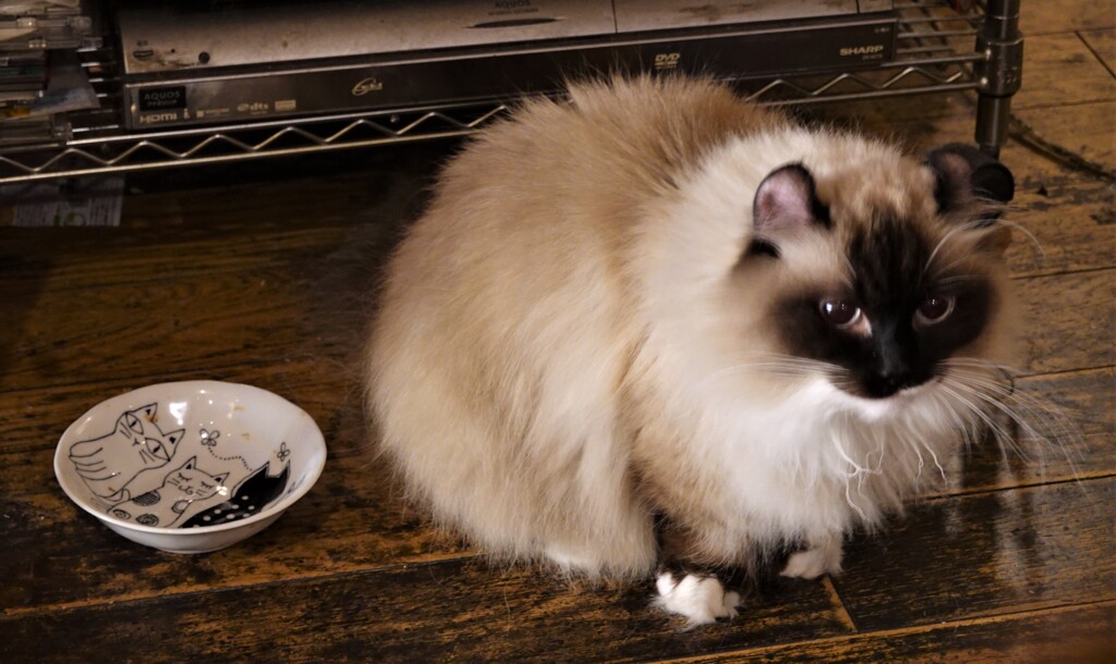 オーちゃん