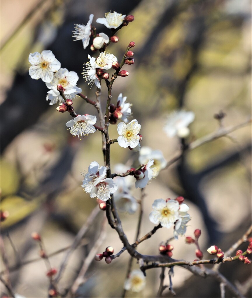 早咲きの梅の花