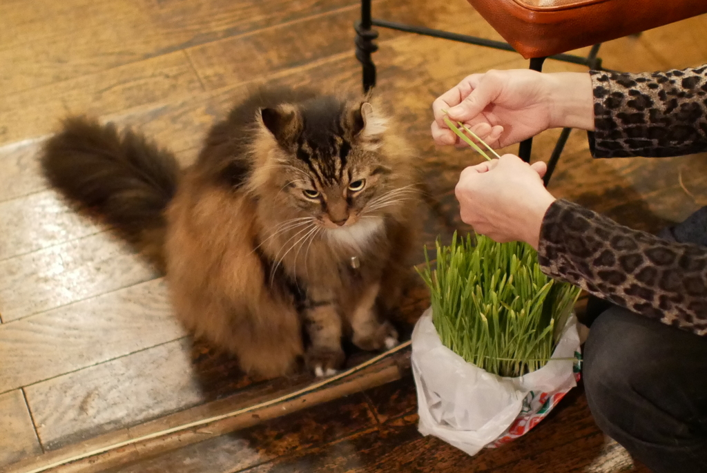 ごはんのあとの猫草は…