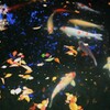 神池の鯉