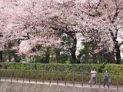 桜散る