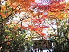 大正寺の紅葉