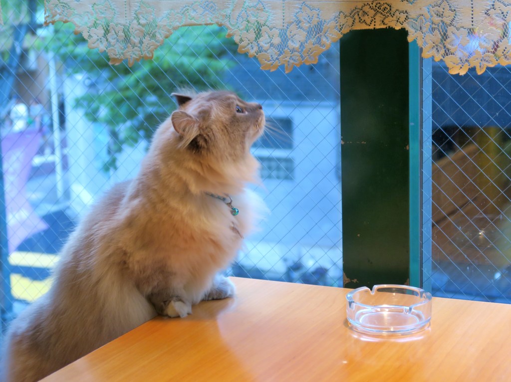 しぐさもかわいい