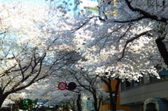 九段の桜