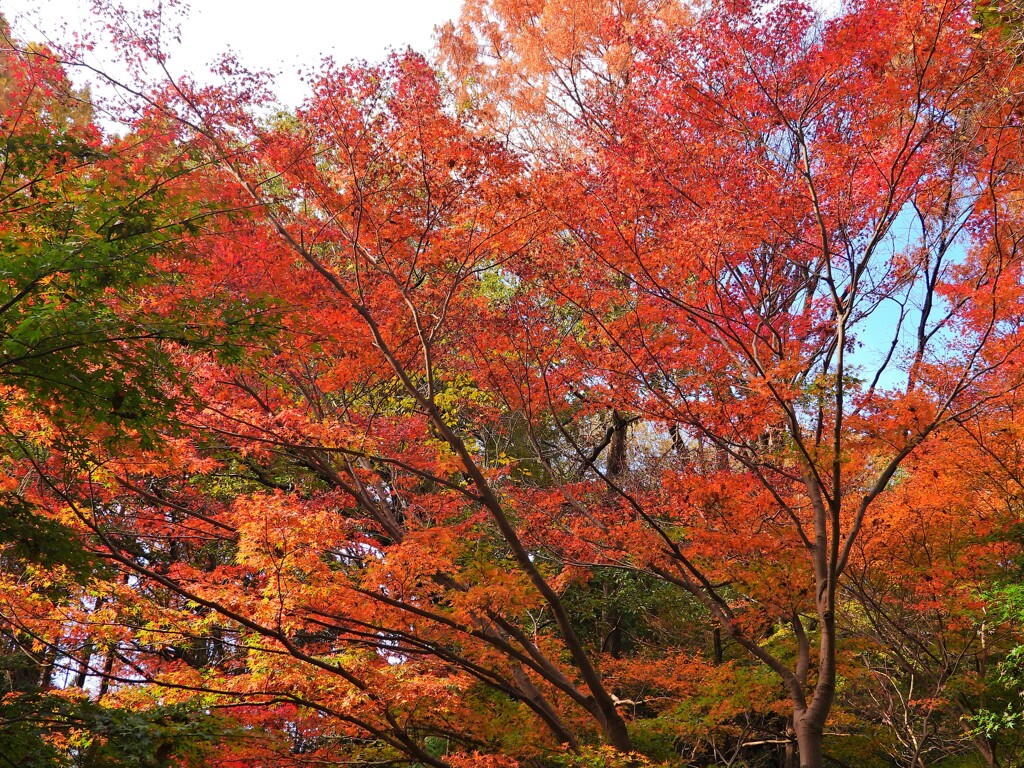 西門前の紅葉