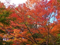 西門前の紅葉