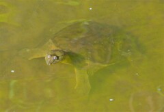 寝起きのスッポン