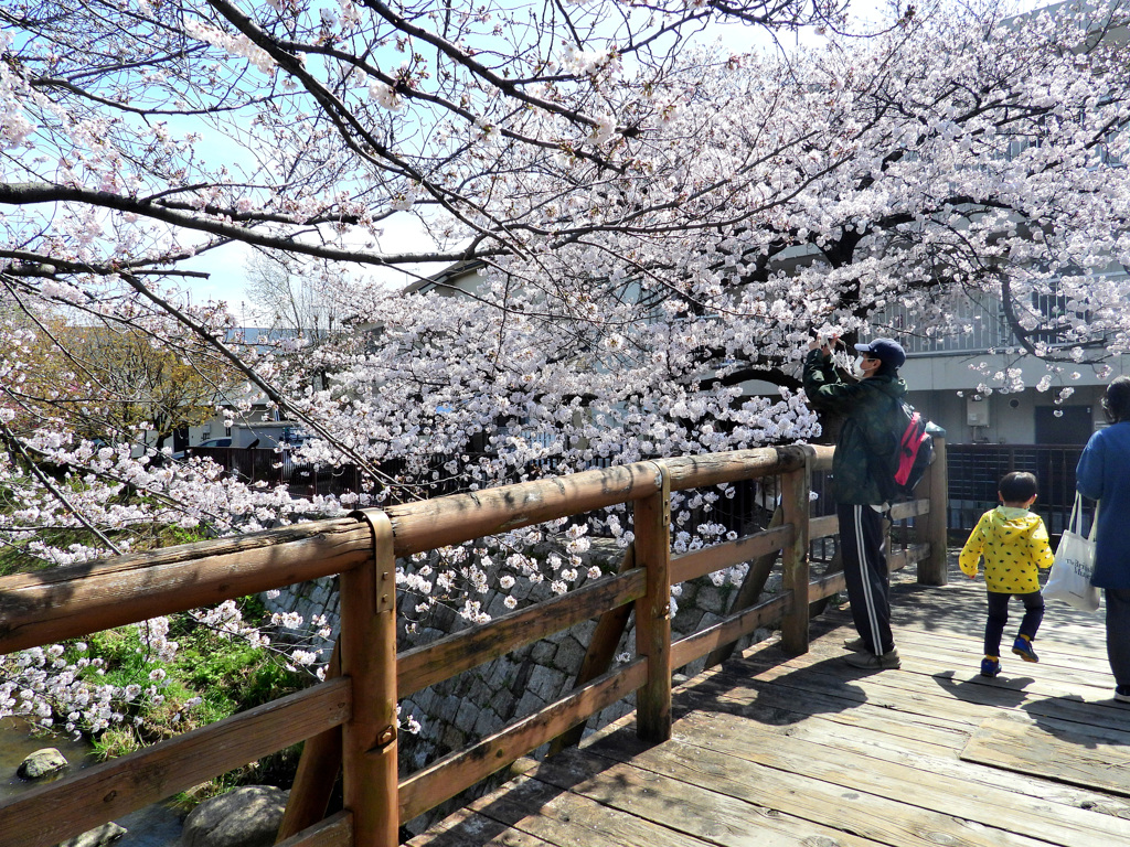 二ヶ領用水の桜