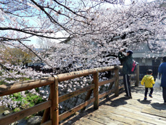 二ヶ領用水の桜