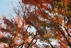 わずかに残る紅葉