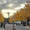 日本大通りの銀杏並木