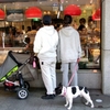 MOTOMACHI DOGS